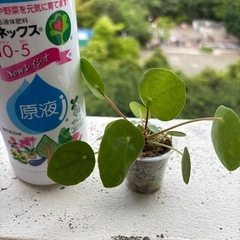 ペペロミア オイデス1