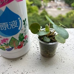 ペペロミアオイデス4