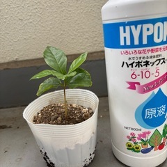 コーヒーの木