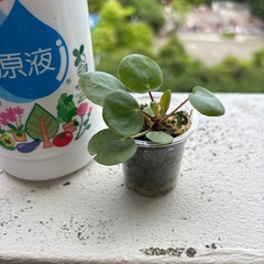 ペペロミアオイデス2