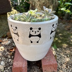 多肉　プロリフィカ