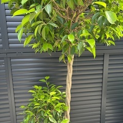 大型　　観葉植物　ベンジャミン　玉作り　　の画像
