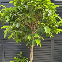 大型　　観葉植物　ベンジャミン　玉作り　　の画像