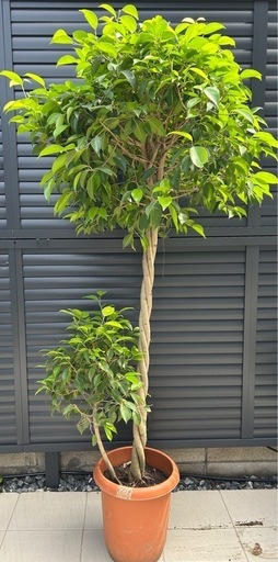 大型　　観葉植物　ベンジャミン　玉作り