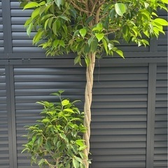 大型　　観葉植物　ベンジャミン　玉作り　　