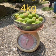 ちゅる様　4kg 梅の画像