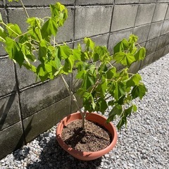 植木 アオギリ？