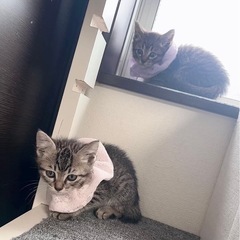 子猫保護しました。