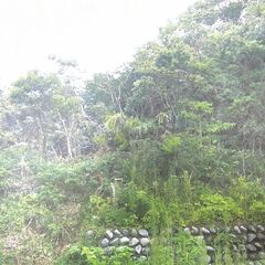 №E608【静岡県浜松市富塚町】山林1筆あげます！