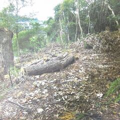 №E608【静岡県浜松市富塚町】山林1筆あげます！ - 浜松市