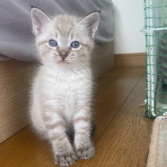 元気ハツラツ！兄妹にゃんこーズ♡
