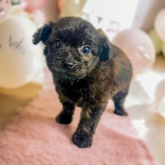 レアカラー✨チワプーの女の子🐶