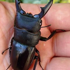 【お得セット 観賞用に】本土ヒラタクワガタ♂単 オキノエラブノコ...