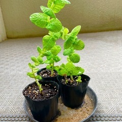 アップルミントの苗　複数可能