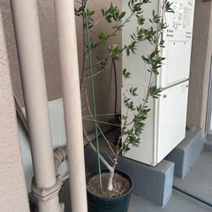 オリーブの木