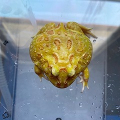 ツノガエルの画像