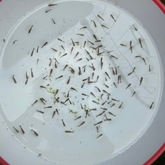宇野系らんちゅう稚魚約50匹