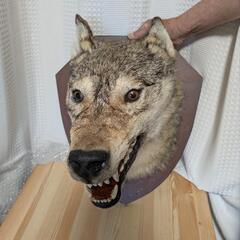 オオカミの剥製