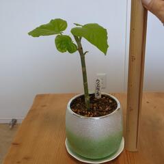 フィカス・ウンベラータの画像
