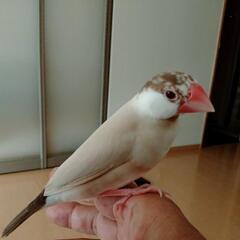 文鳥・シナモン