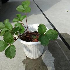 ワイルドストロベリー(大きめ鉢植え)の画像