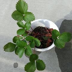 ワイルドストロベリー(大きめ鉢植え)