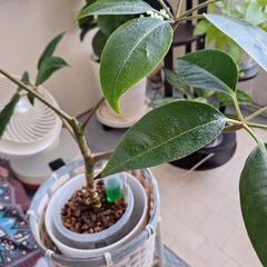 観葉植物の画像