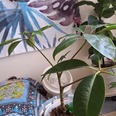 観葉植物の画像