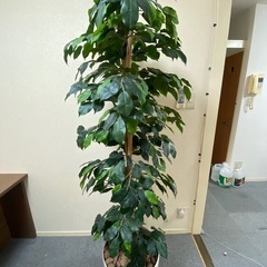 オフィス観葉植物