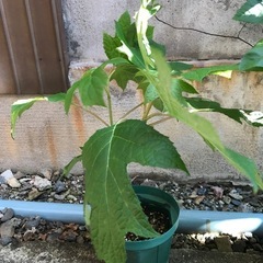 ジューンベリー  ‘リージェント’と柏葉あじさいハーモニー　苗木の画像