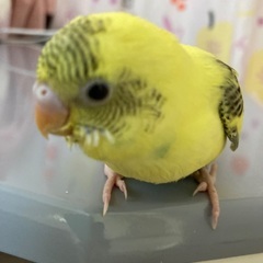 セキセイインコ　2025年3月生まれ