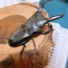 本土ヒラタクワガタ！初心者大歓迎！