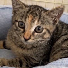 キジトラ仔猫