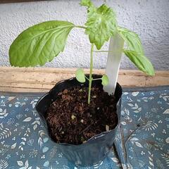 青しそ