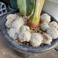 サボテン　白星子株