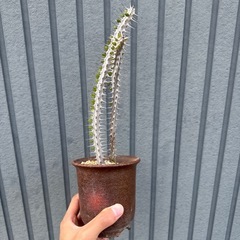 アローディア