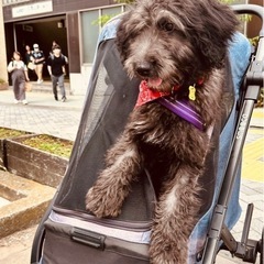 犬用品ください‼️