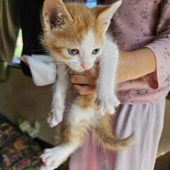 茶白子猫ちゃん