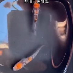 神田三色メダカ卵20粒プラスα