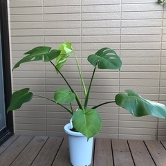 お話中　モンステラ祭り①　デリキオザ　観葉植物① 写真更新しました。