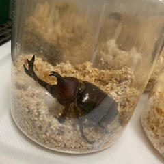 国産カブトムシペア