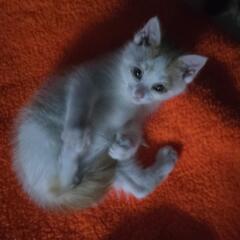 子猫(♂)
