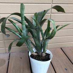 ビルベルギア　テキーラサンセット　観葉植物⑤