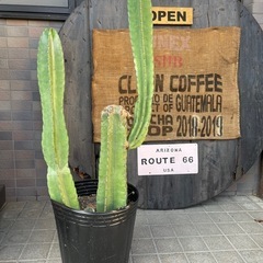 柱サボテン　鬼面角　