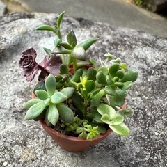 多肉植物　一寸鉢　寄せ植え①