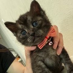 保護猫です。子猫を家族に迎えたい方
