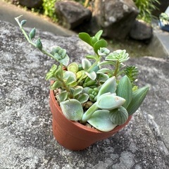 多肉植物　一寸鉢　寄せ植え②