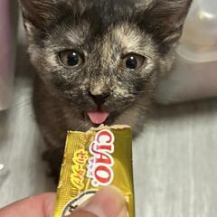 子猫１ヶ月半(900gくらい)男の子と女の子
