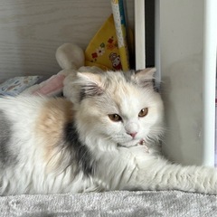 スコティッシュフォールド雌1歳