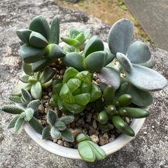 多肉植物　寄せ植え③